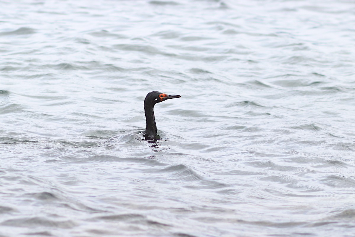 Magellanic Cormorant - ML640007298