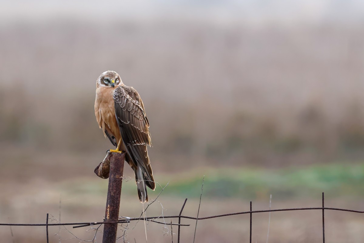 Pallid Harrier - ML640007302