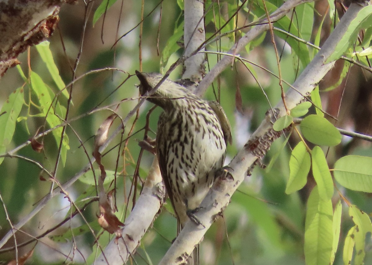Olive-backed Oriole - ML640007328