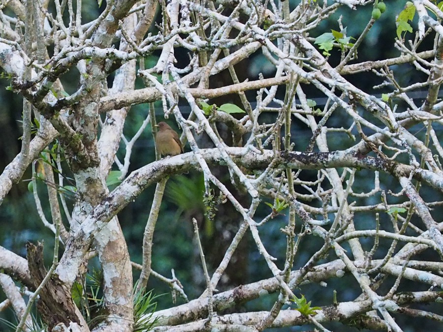 Clay-colored Thrush - ML640007345