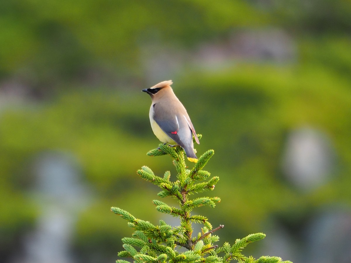Cedar Waxwing - ML640007405
