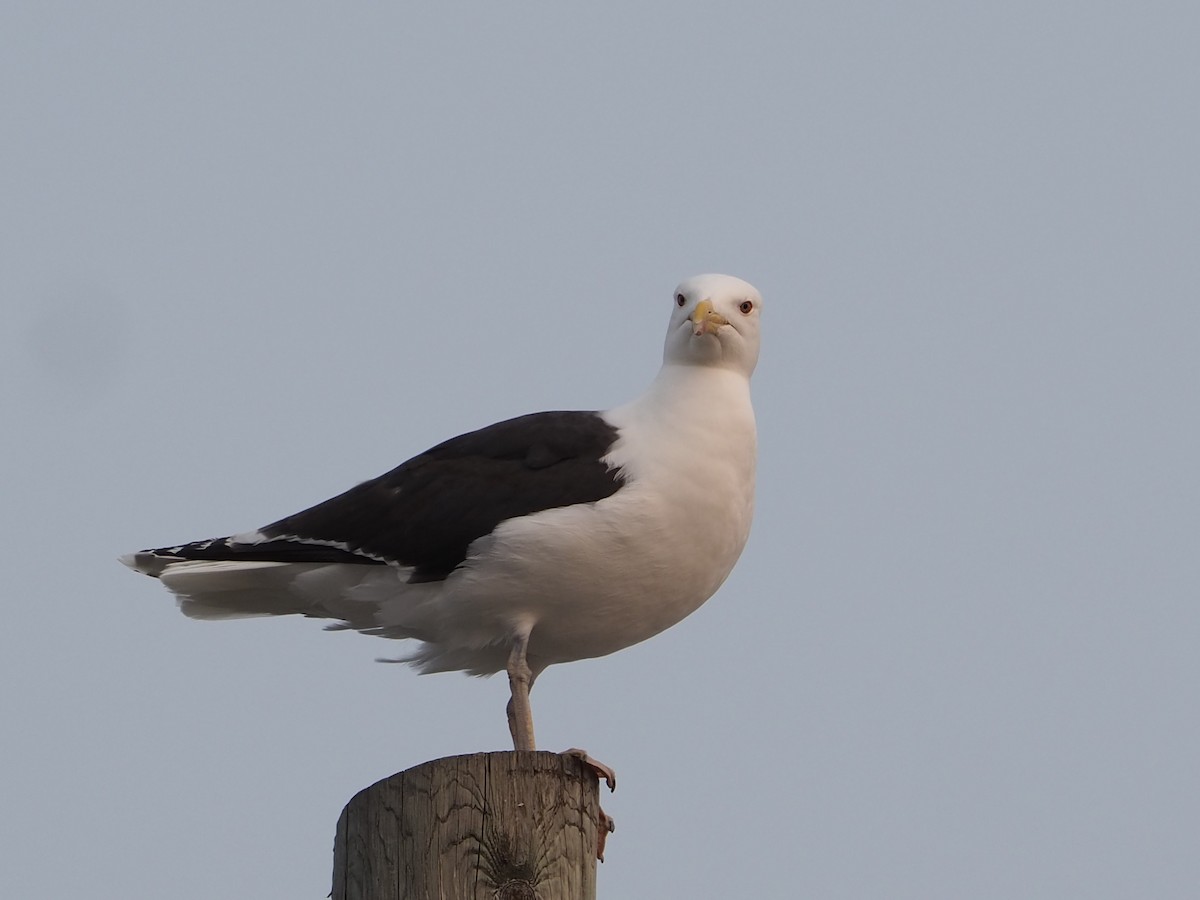 Great Black-backed Gull - ML640007426