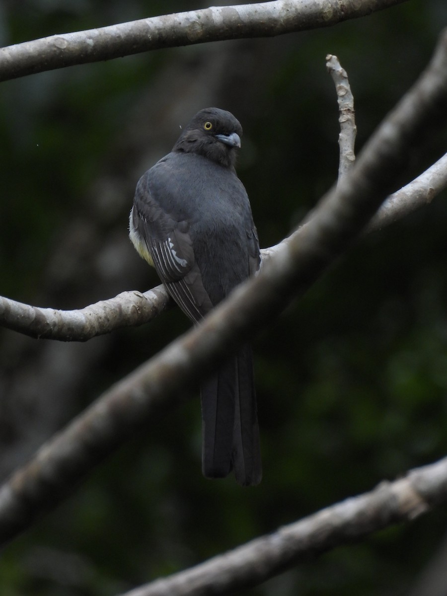 Citreoline Trogon - ML640007431