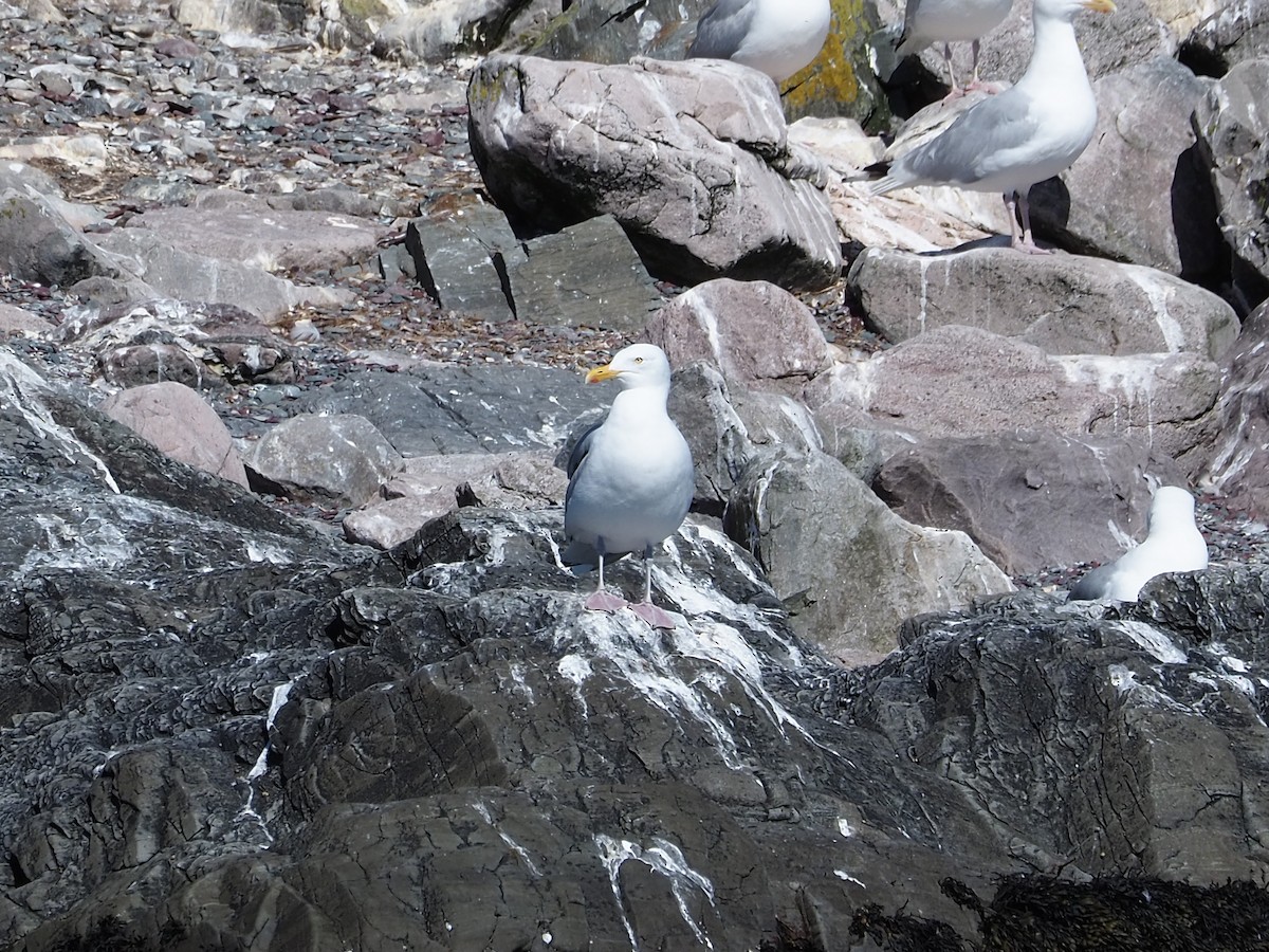 American Herring Gull - ML640007467