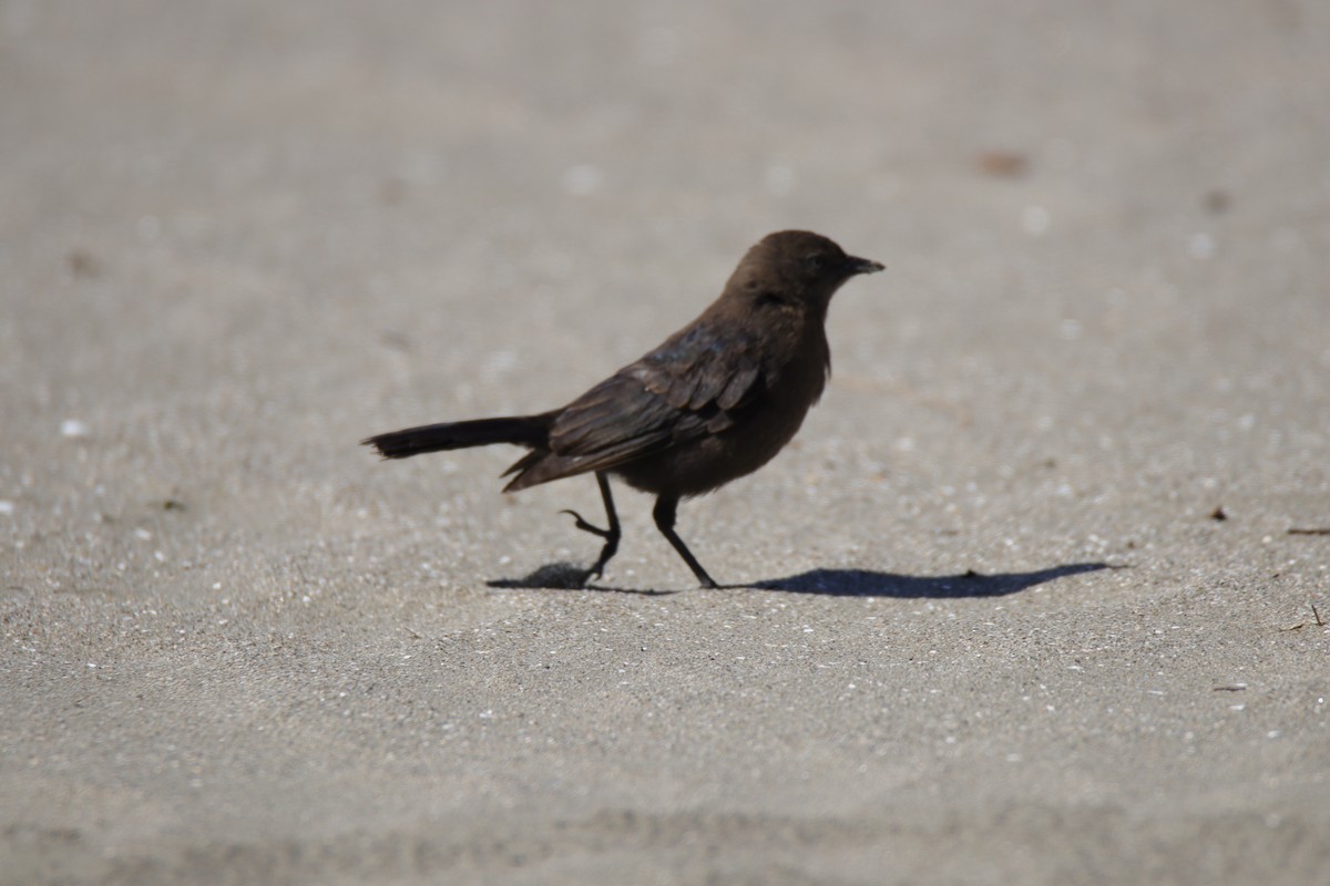 Brewer's Blackbird - ML640007487