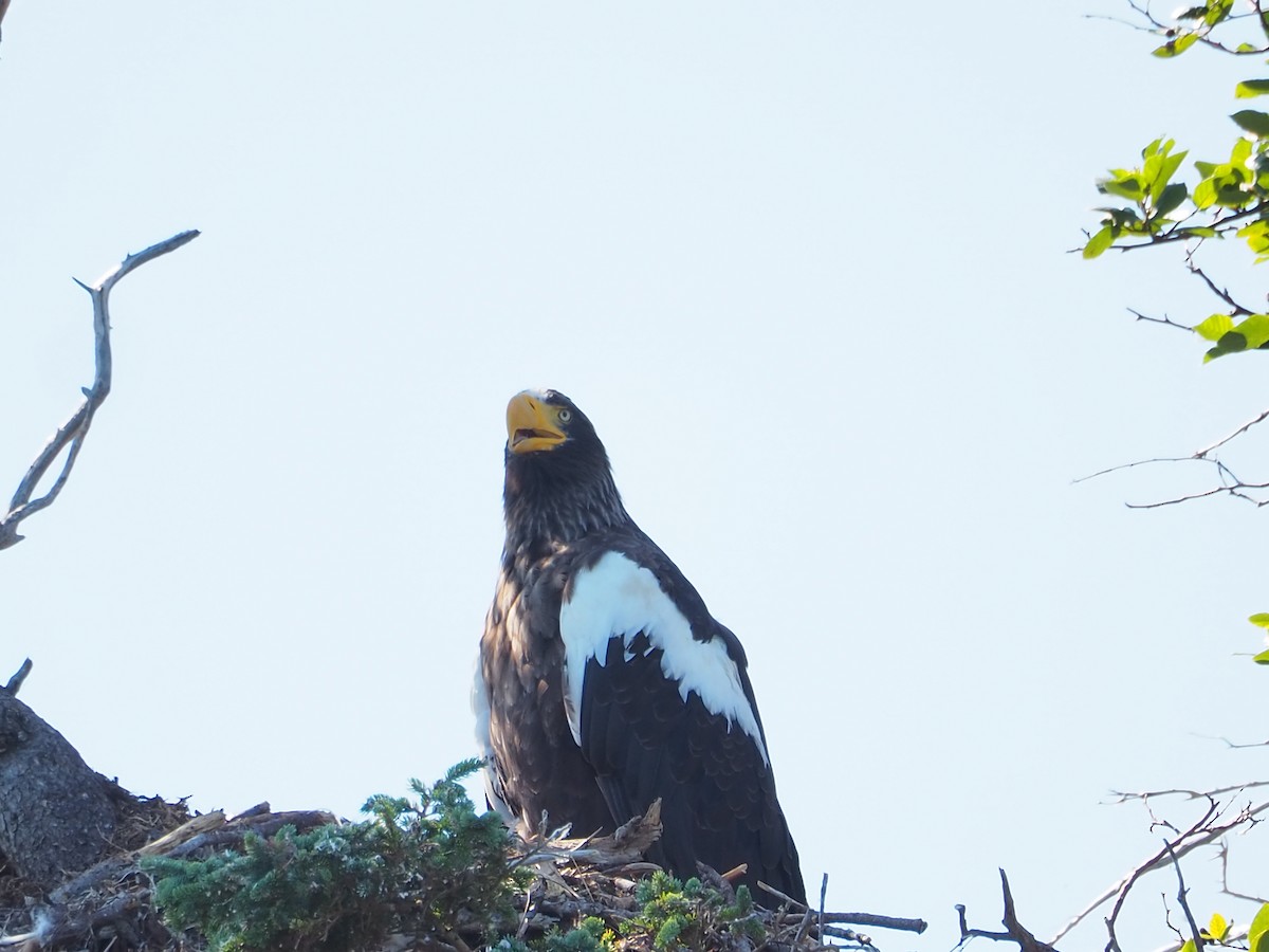 Steller's Sea-Eagle - ML640007501