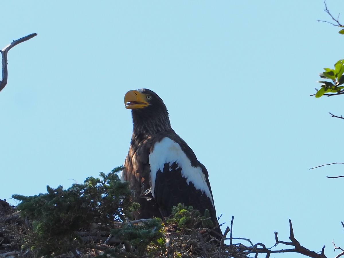 Steller's Sea-Eagle - ML640007503