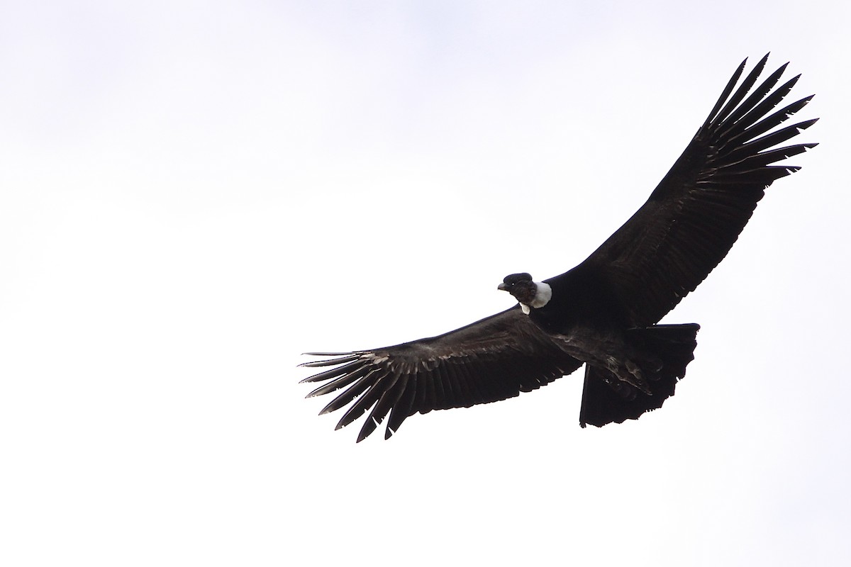 kondor andský - ML640007504