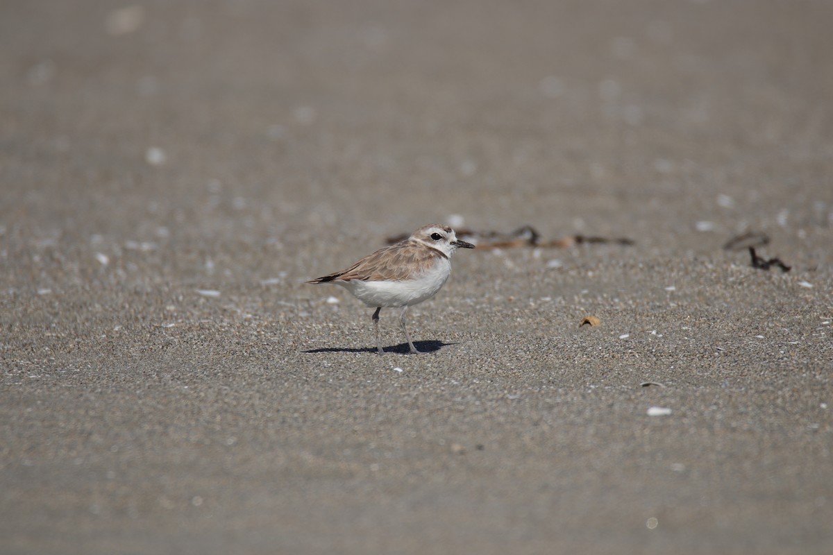 Snowy Plover (Northern) - ML640007512