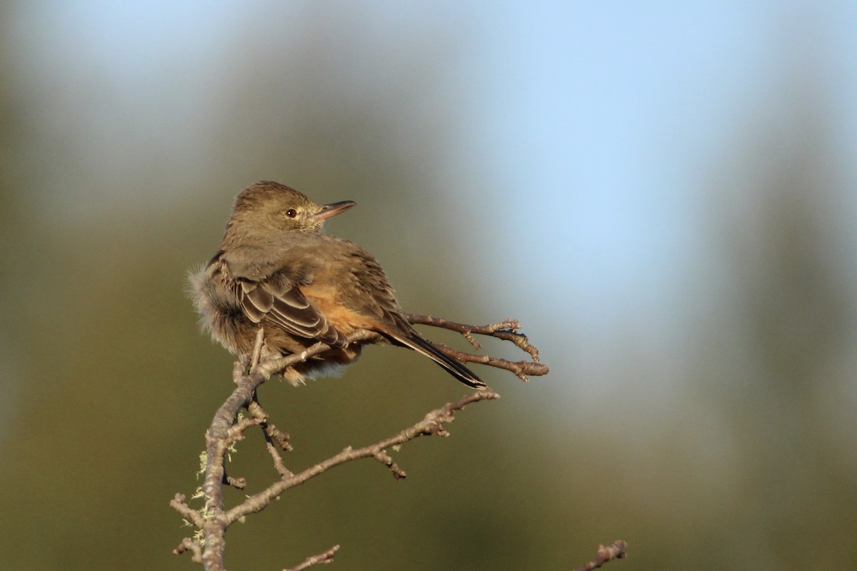 Great Shrike-Tyrant - ML640007534