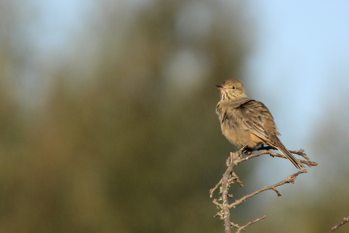 Great Shrike-Tyrant - ML640007535