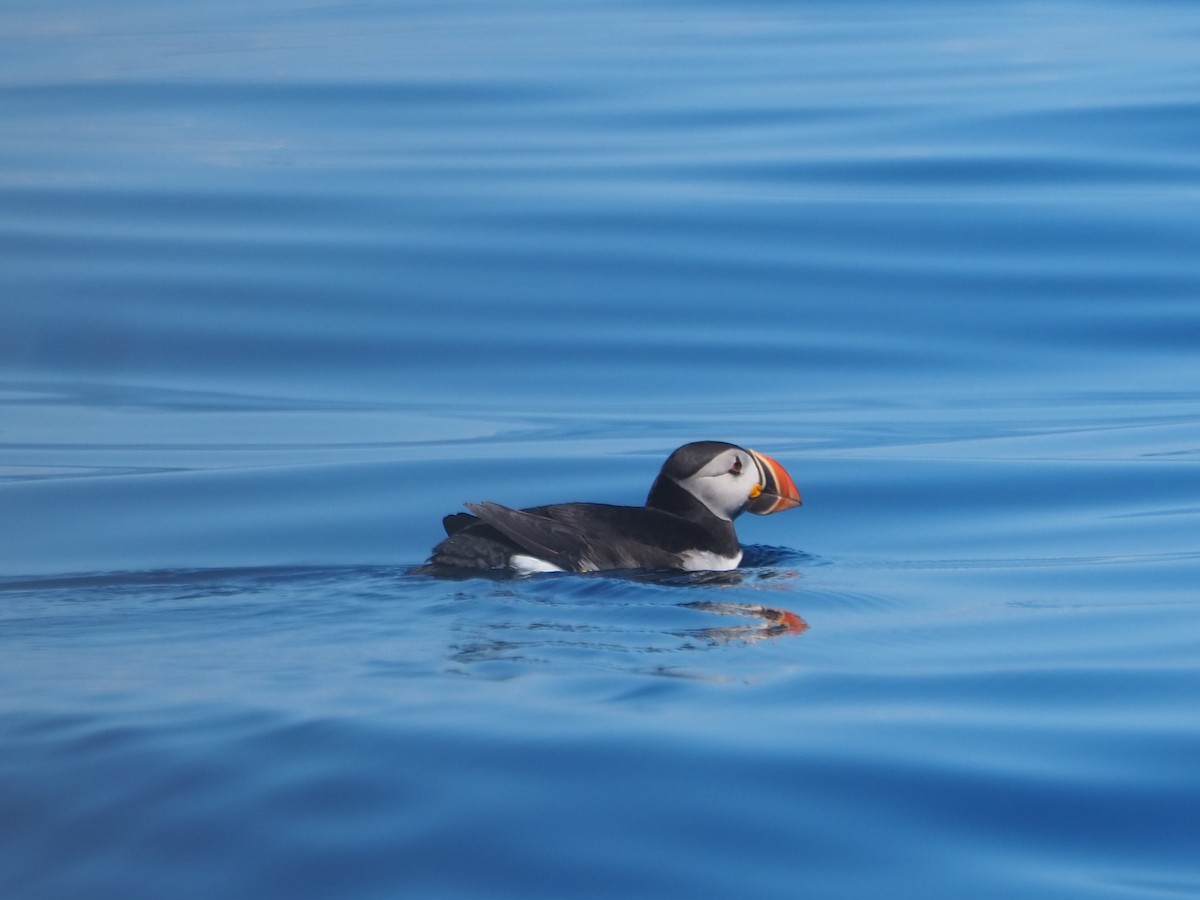 Atlantic Puffin - ML640007575