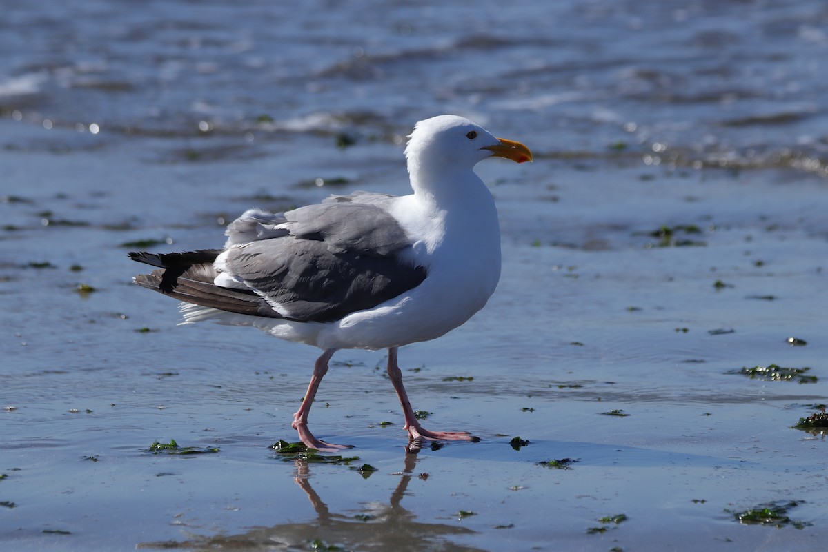 Western Gull - ML640007576