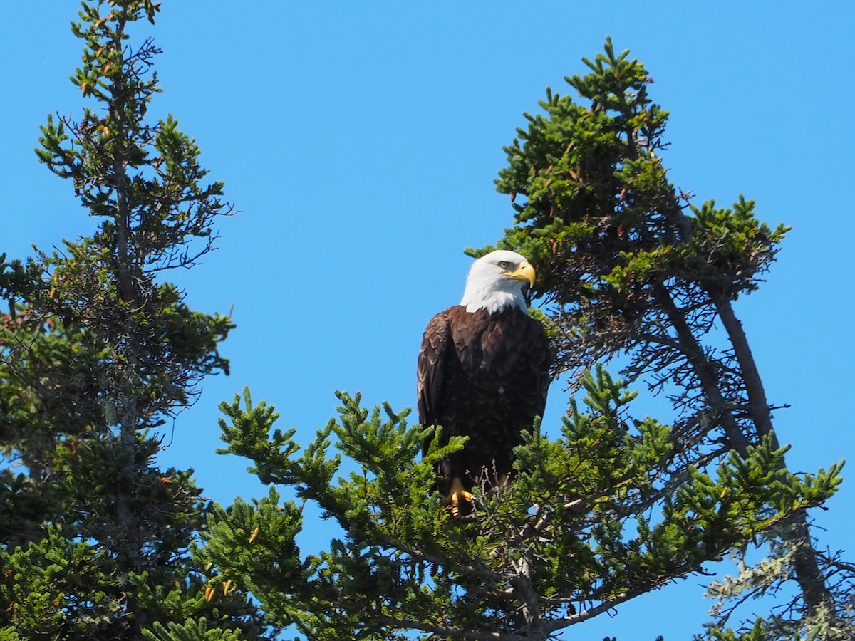 Bald Eagle - ML640007584