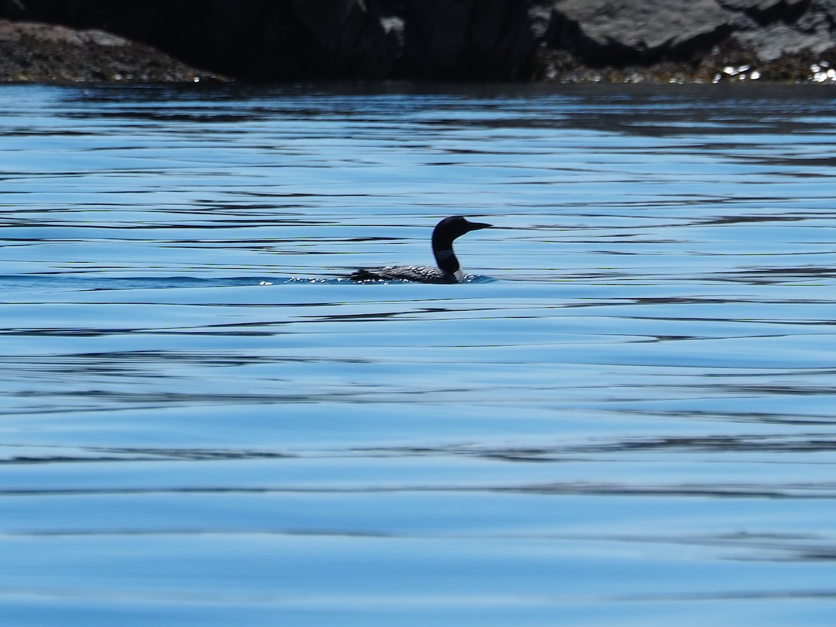 Common Loon - ML640007628
