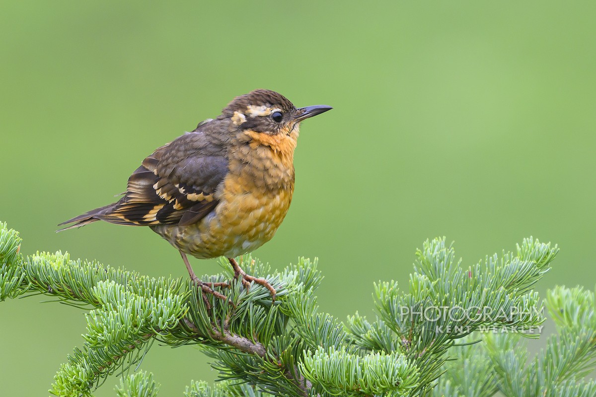 Varied Thrush - ML640007671
