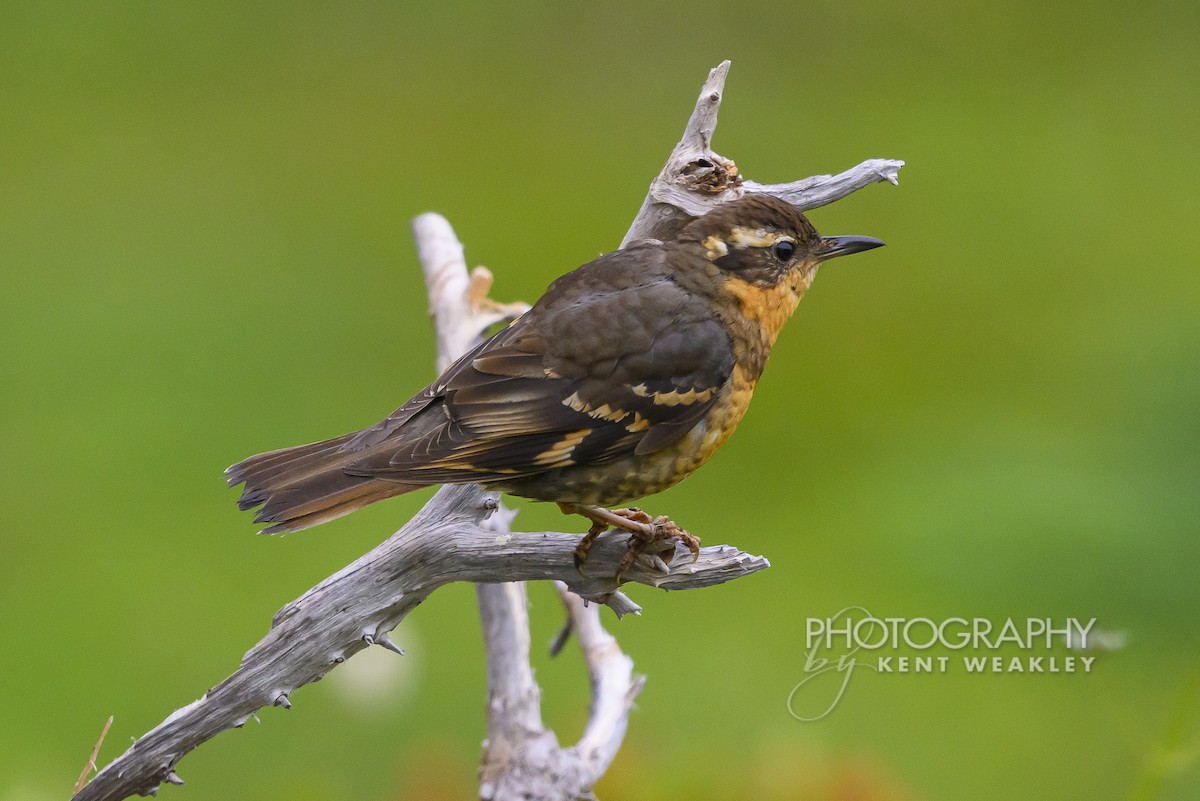 Varied Thrush - ML640007672