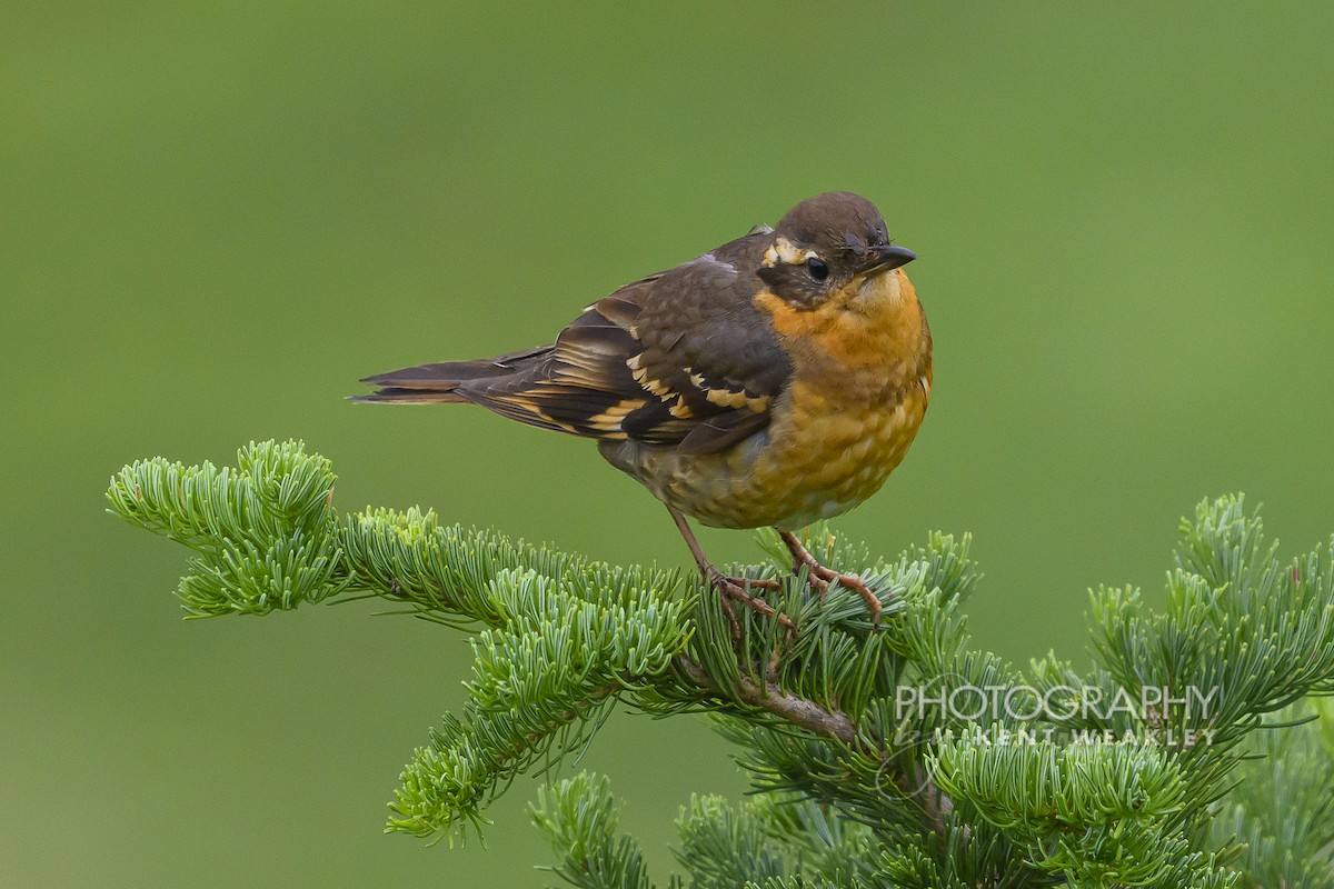 Varied Thrush - ML640007673