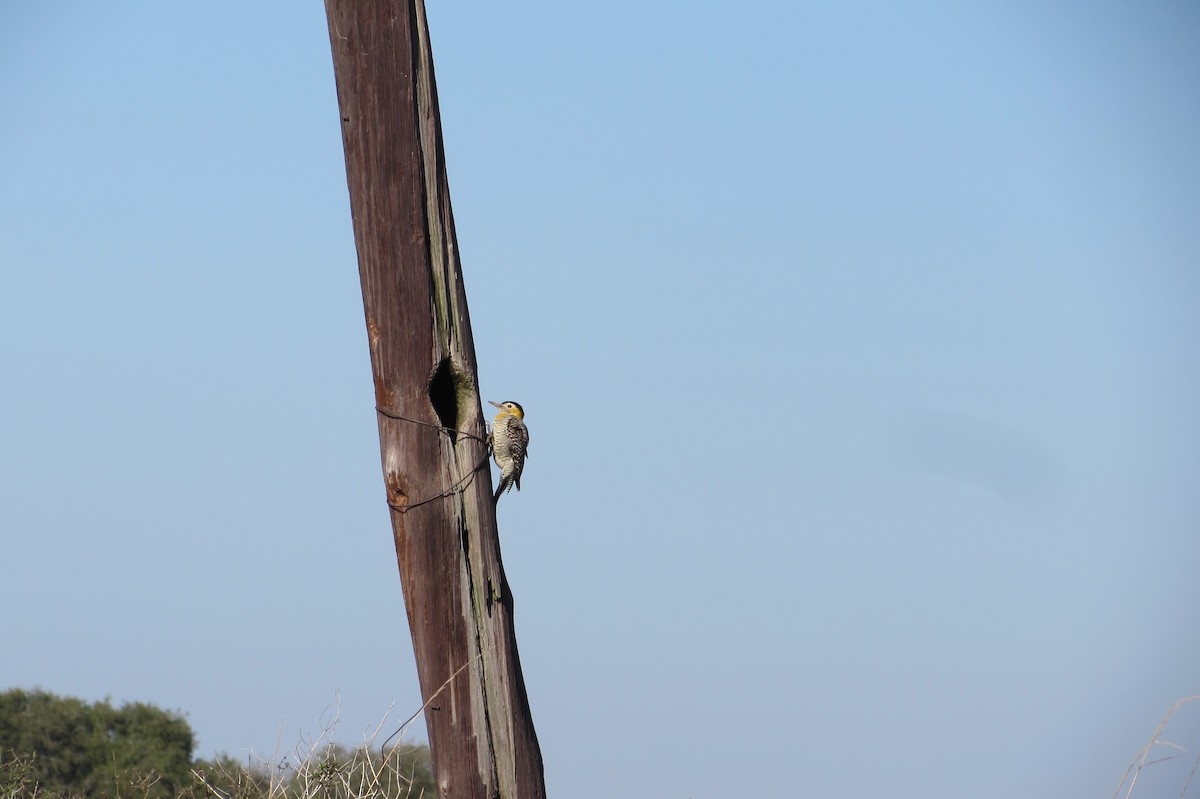 Campo Flicker - ML640007691