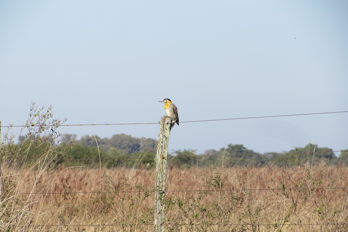 Campo Flicker - ML640007692