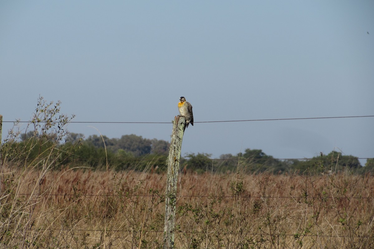 Campo Flicker - ML640007693