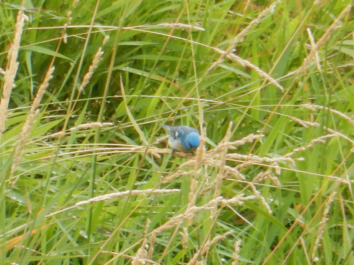Passerin azuré - ML640007711