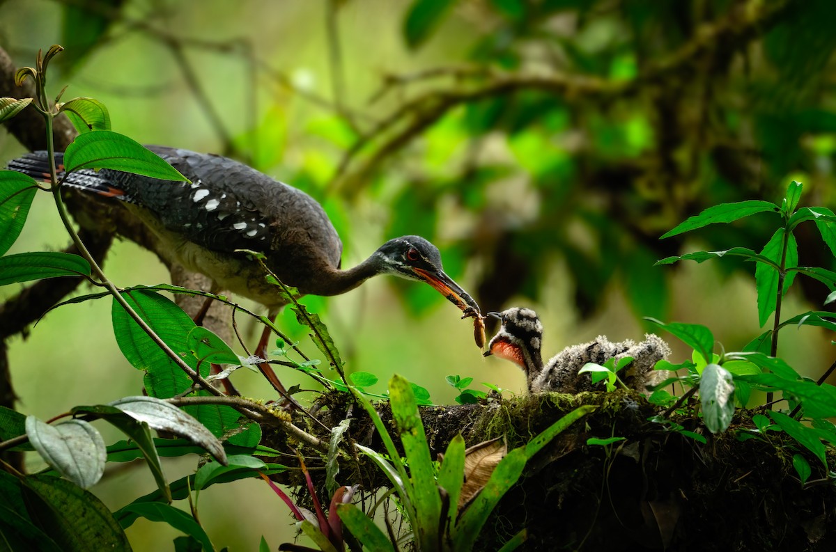 Sunbittern (Northern) - ML640007743