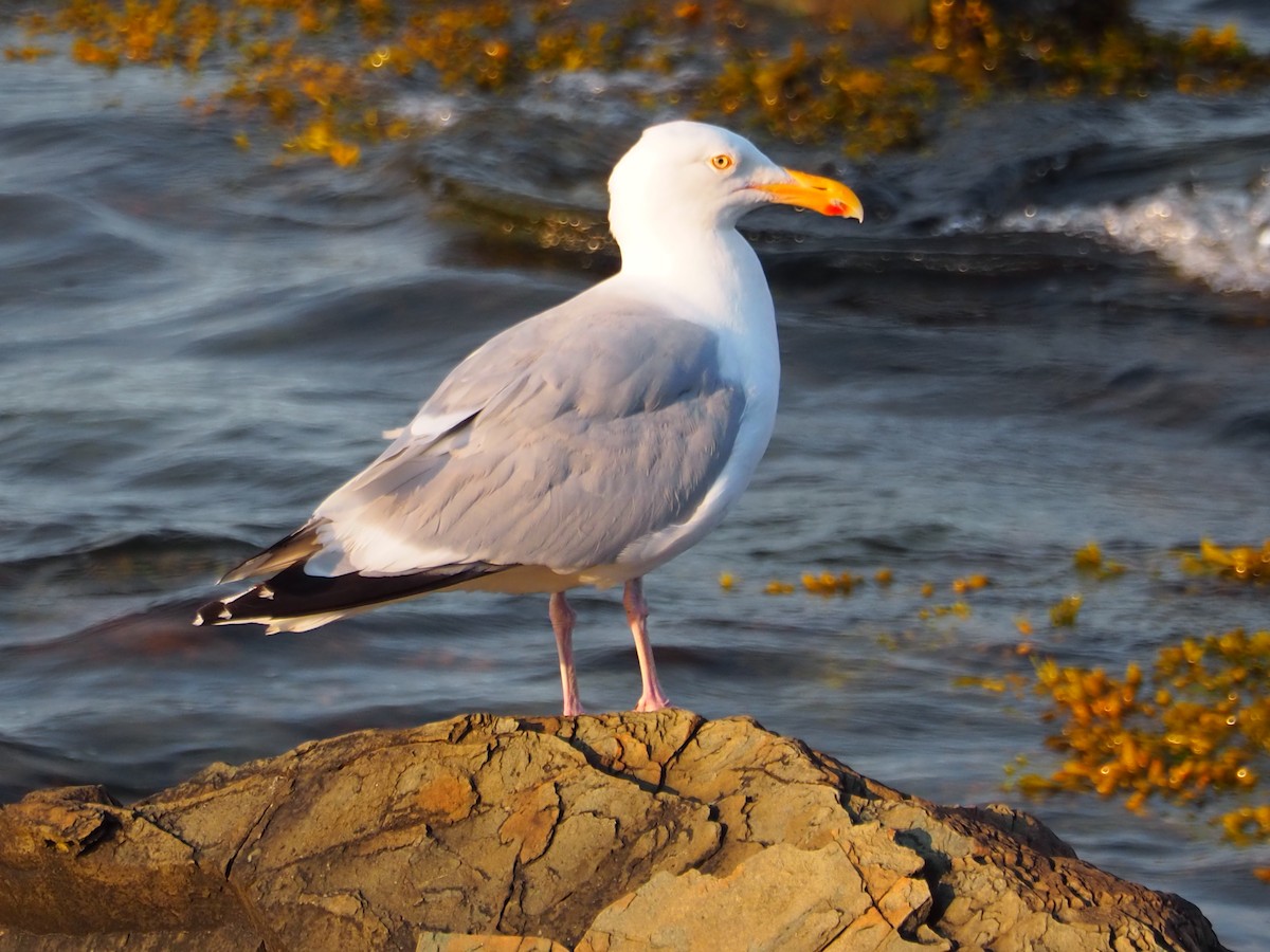 American Herring Gull - ML640007749