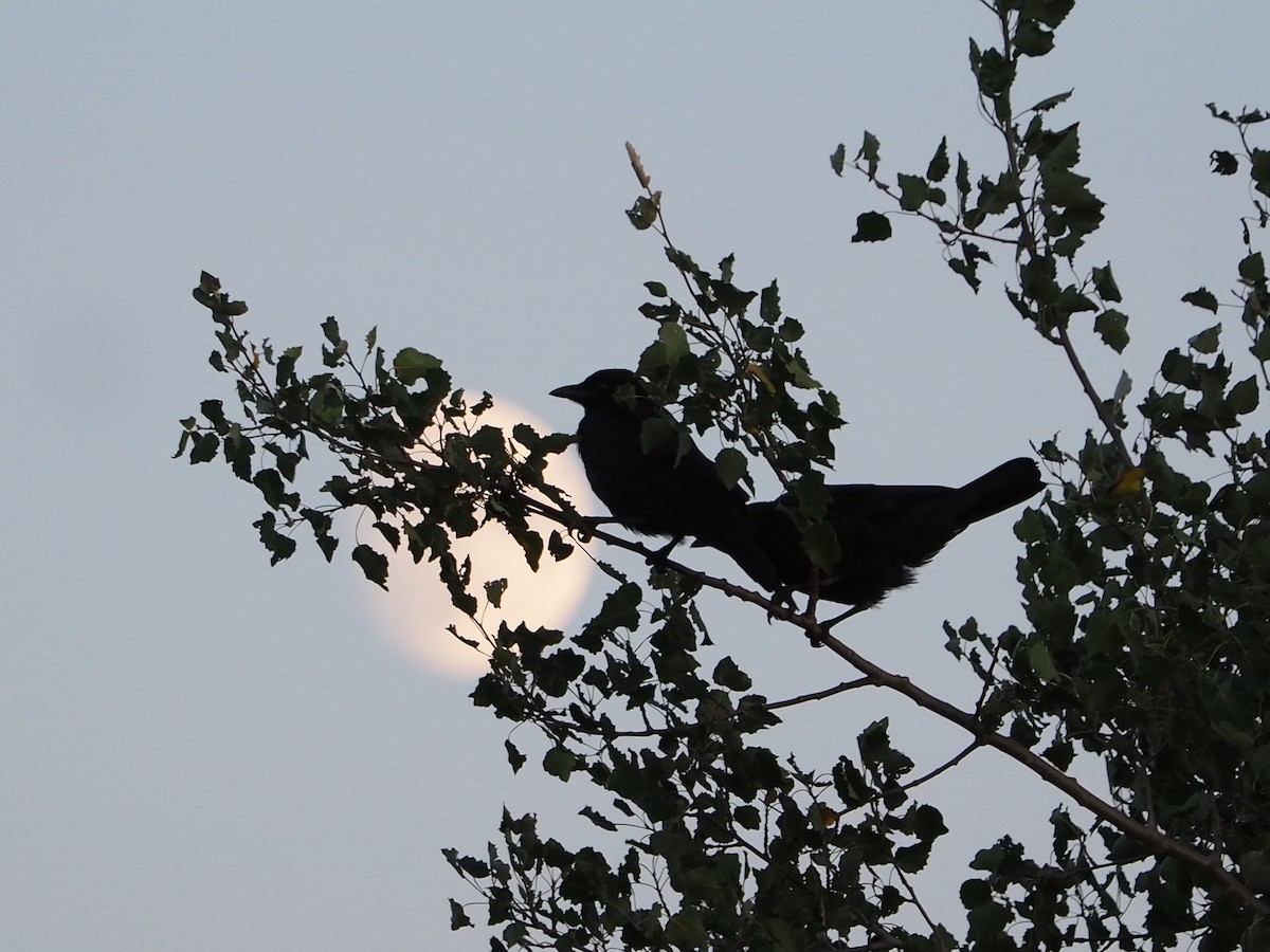 American Crow - ML640007769
