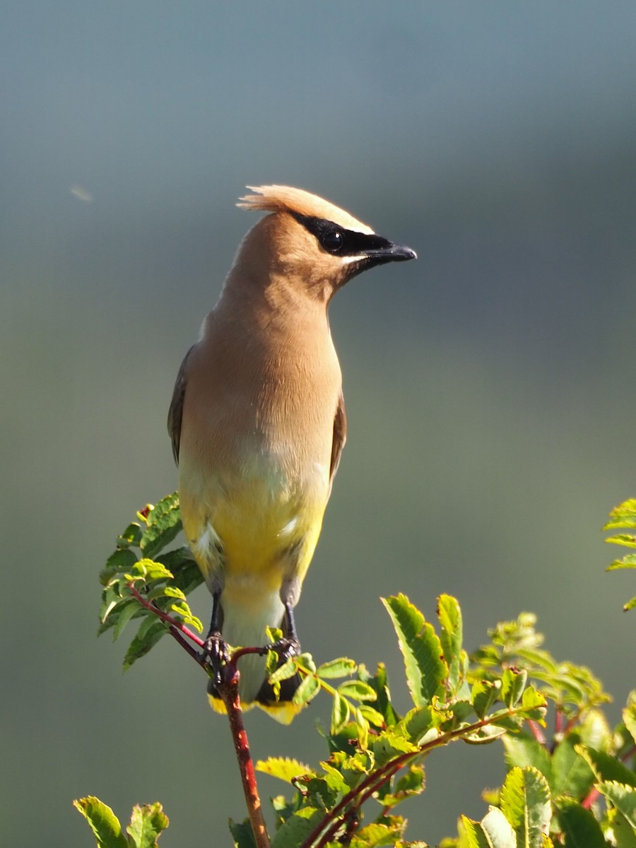 Cedar Waxwing - ML640007784