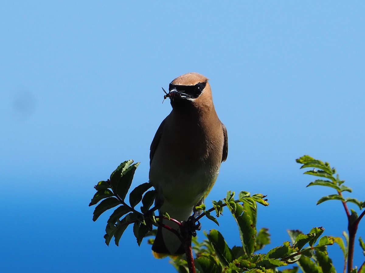 Cedar Waxwing - ML640007791