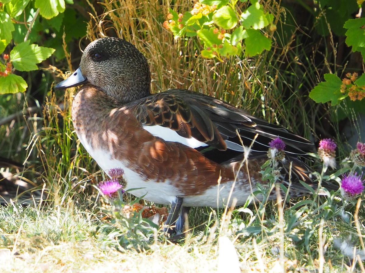 American Wigeon - ML640007835