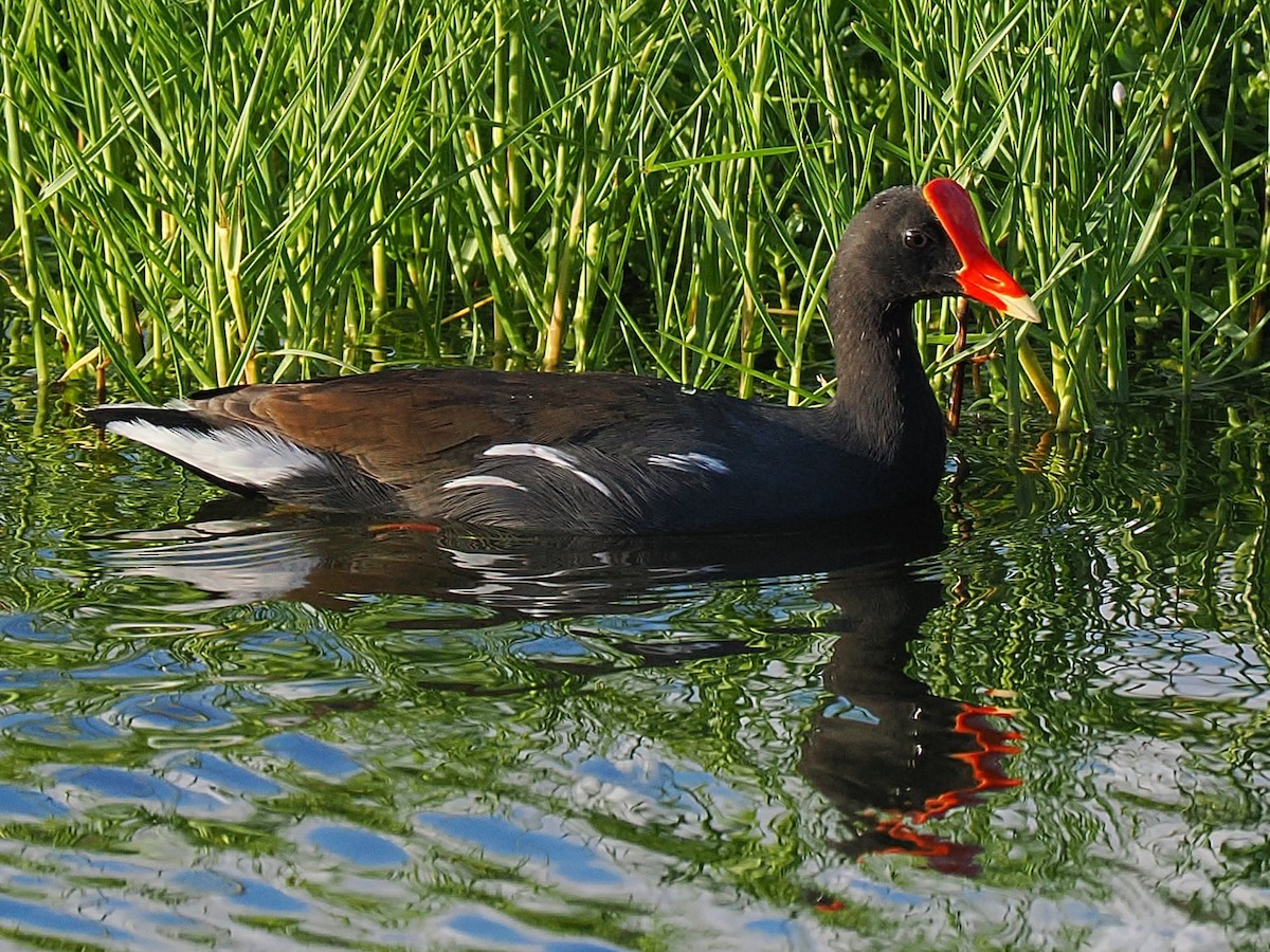 Common Gallinule (Hawaiian) - ML640007836