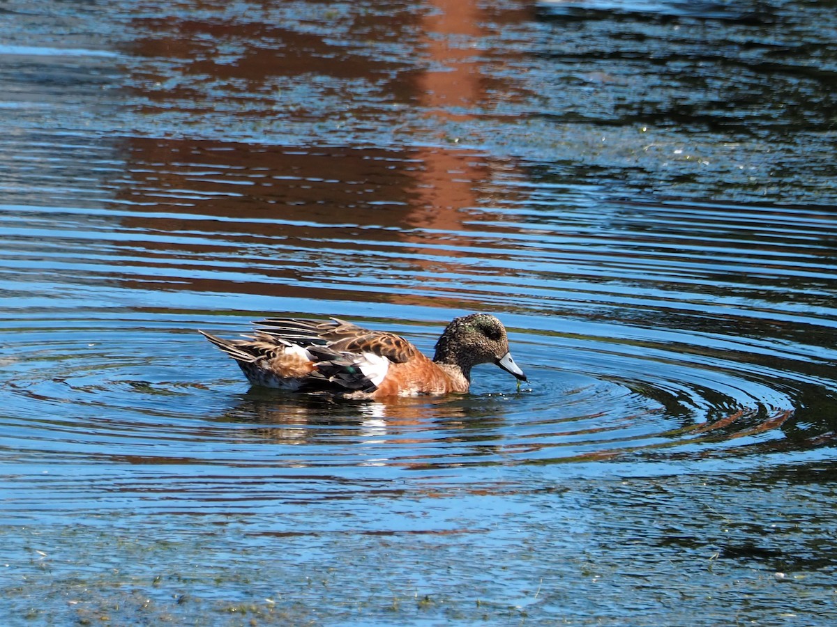 American Wigeon - ML640007867