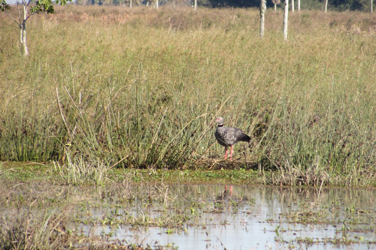 Southern Screamer - ML640007885