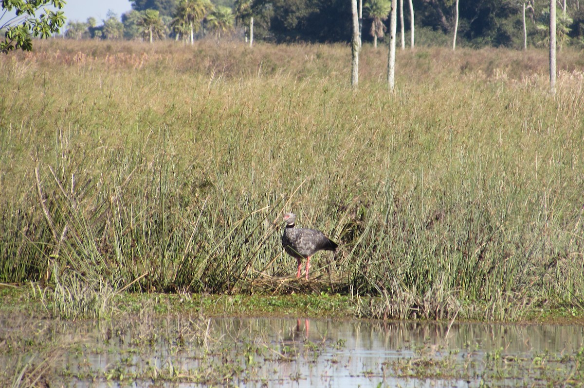 Southern Screamer - ML640007887