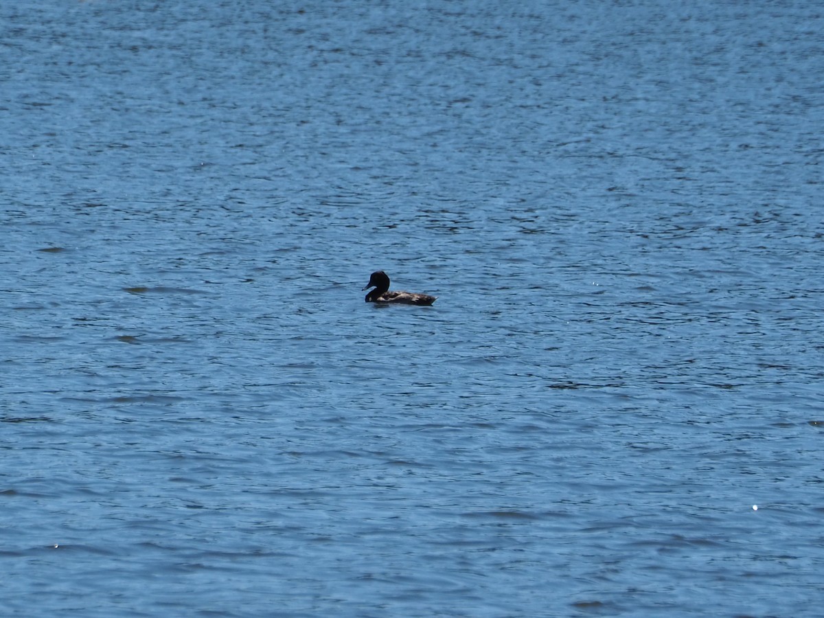 Tufted Duck - ML640007891
