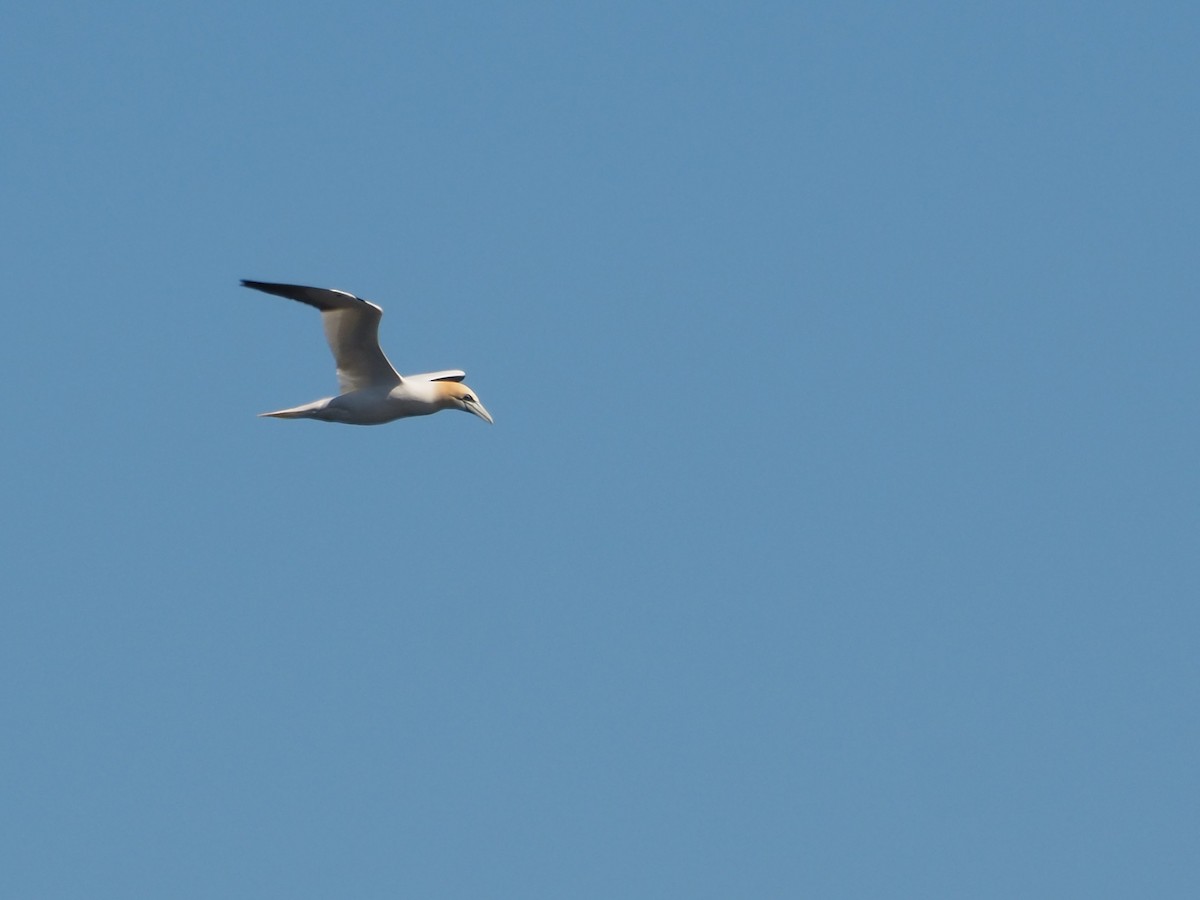 Northern Gannet - ML640007927