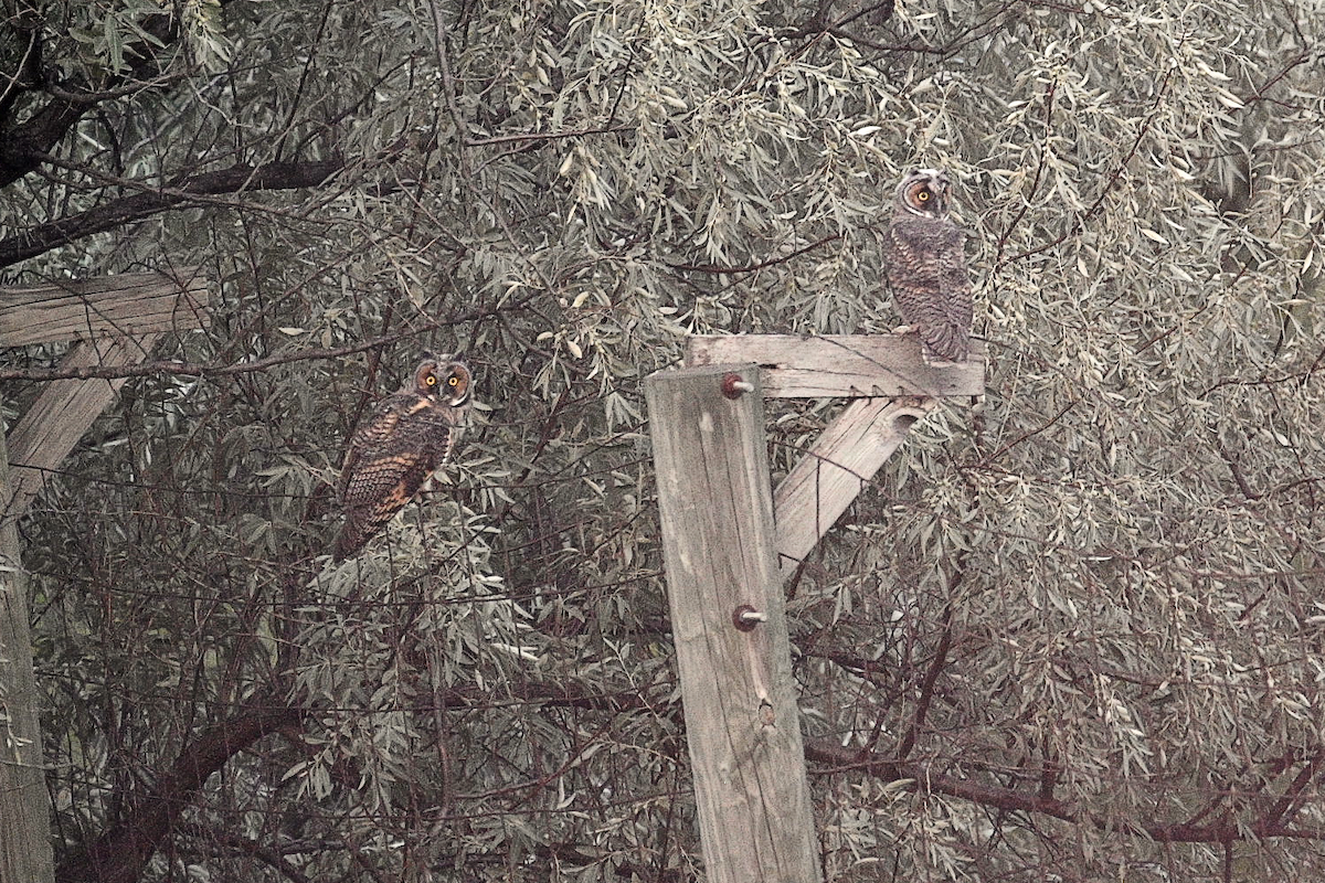 Long-eared Owl - ML640007943
