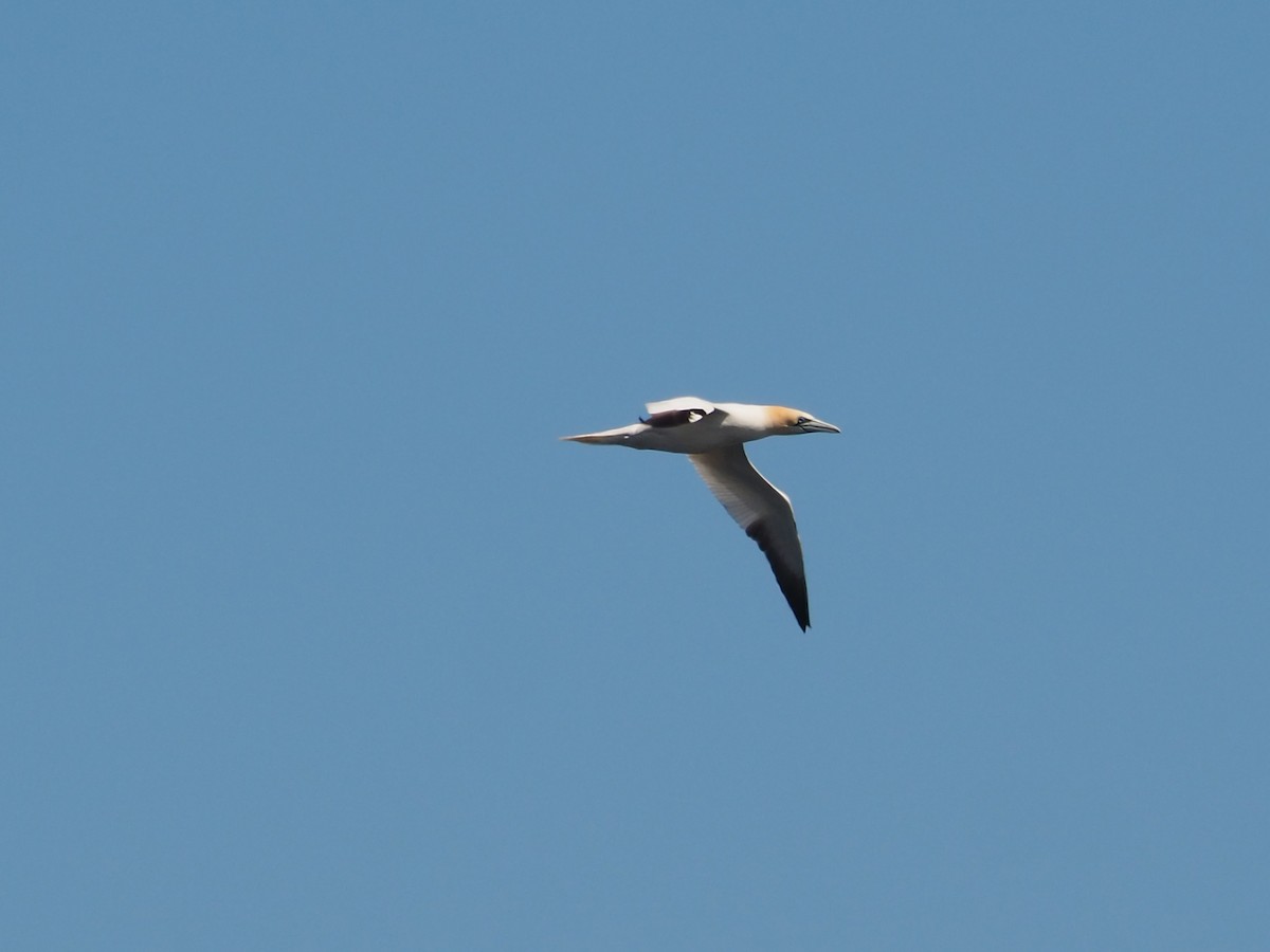 Northern Gannet - ML640007954