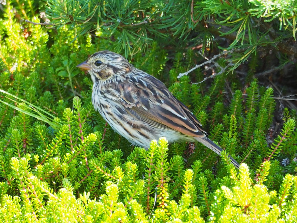 Savannah Sparrow - ML640007970