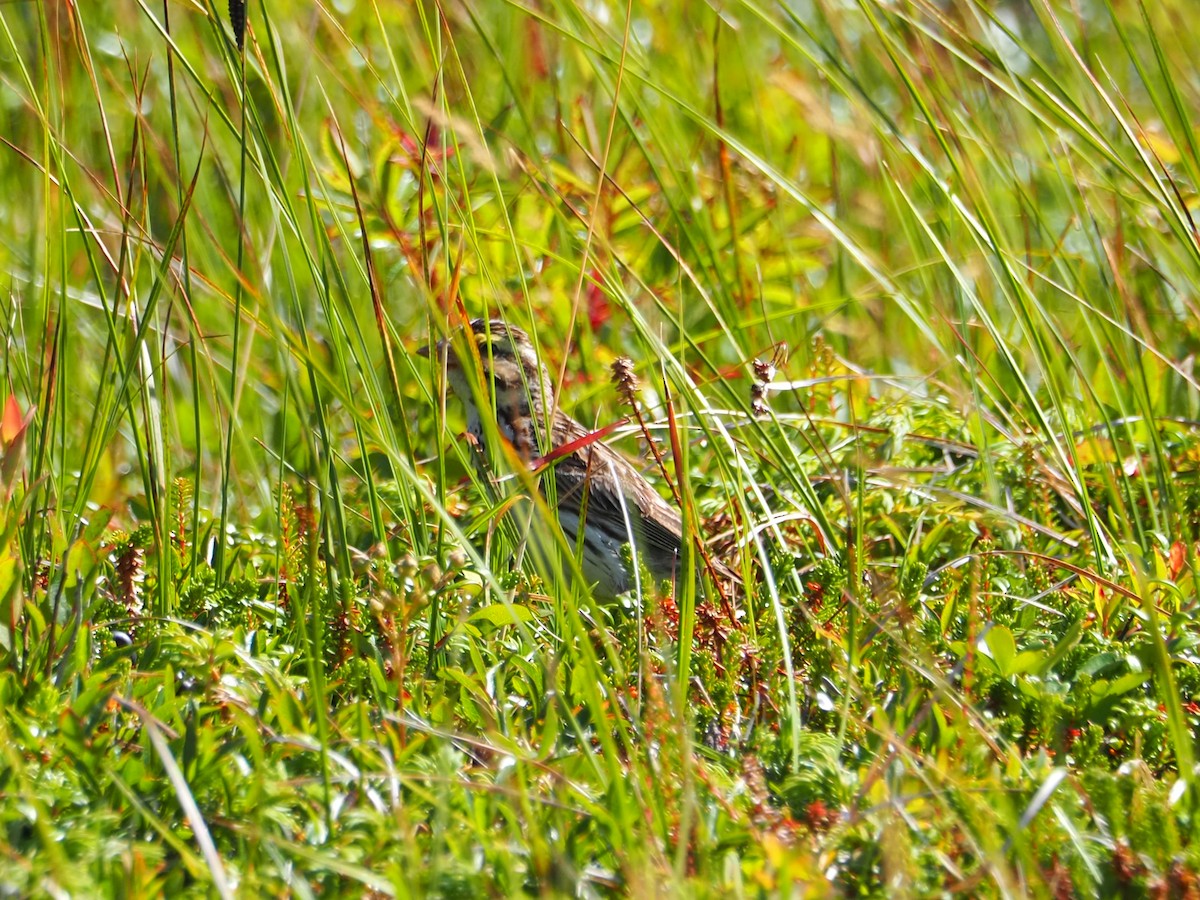 Savannah Sparrow - ML640007983