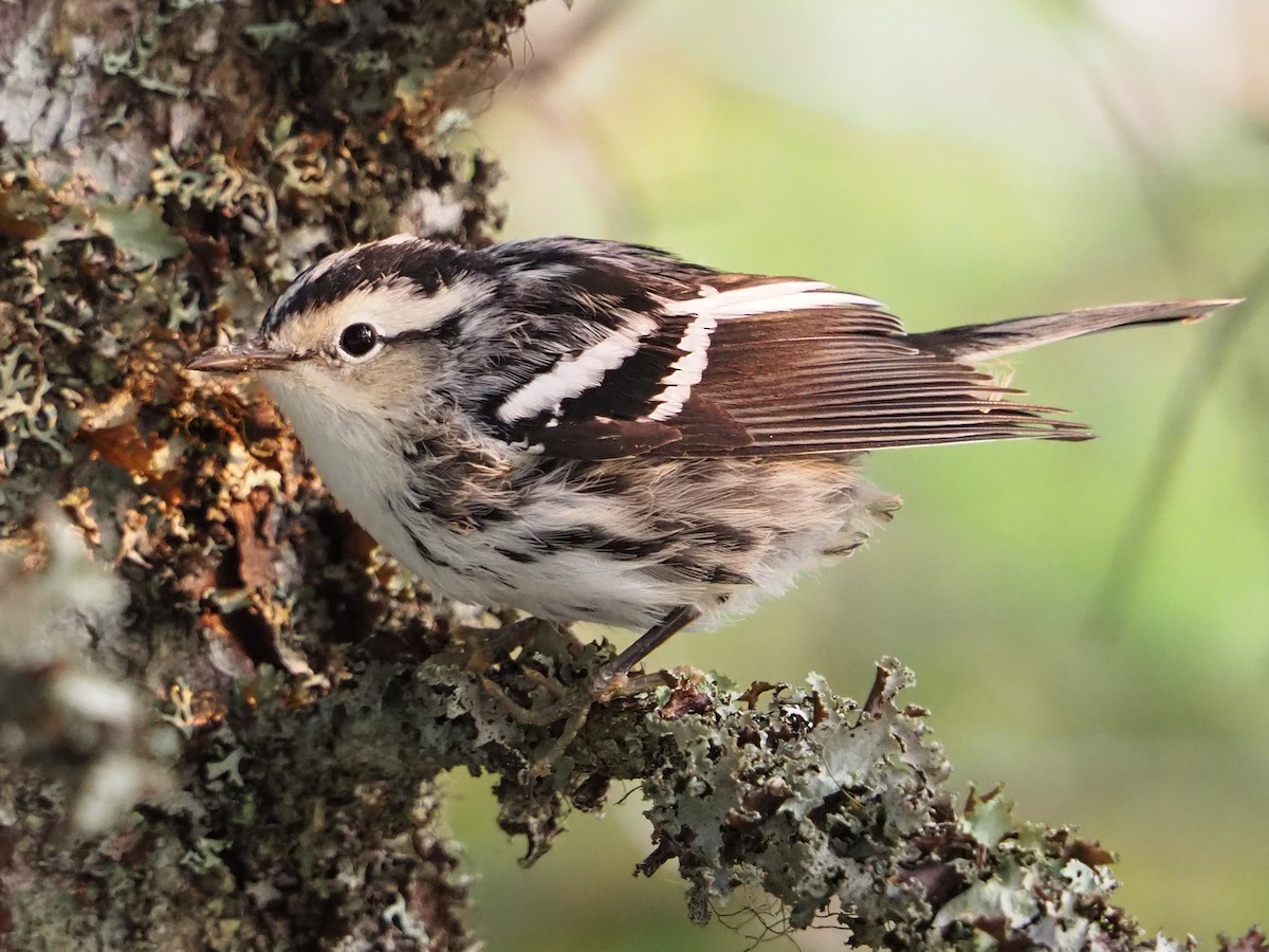 Black-and-white Warbler - ML640008024