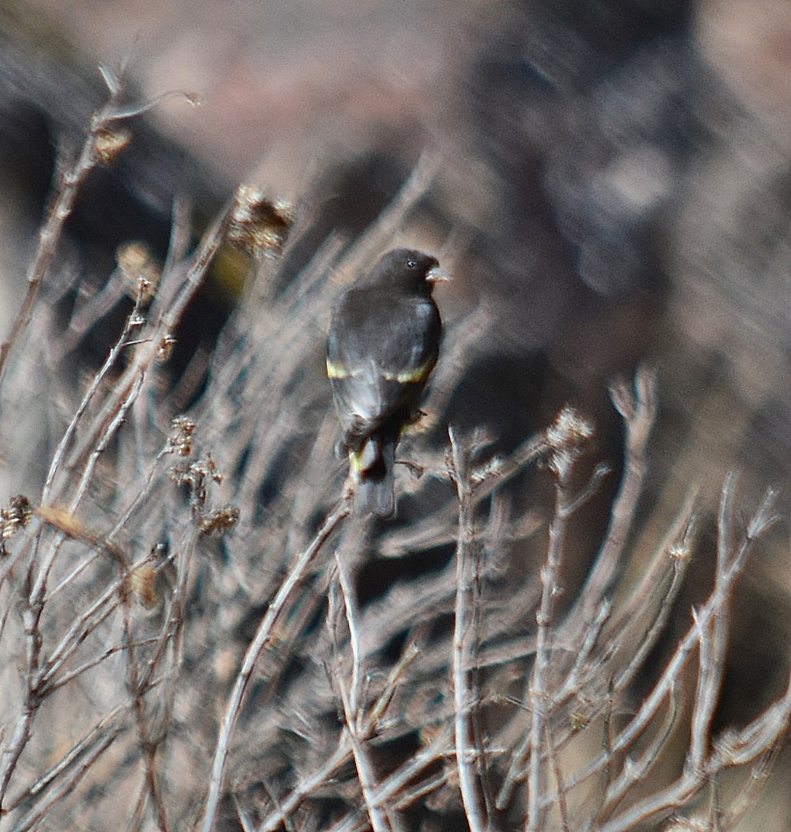 Black Siskin - ML640008029