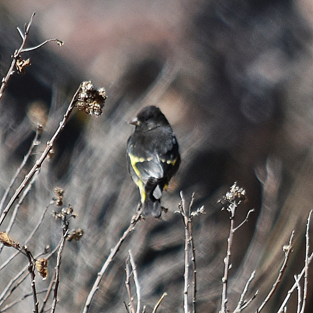 Black Siskin - ML640008030