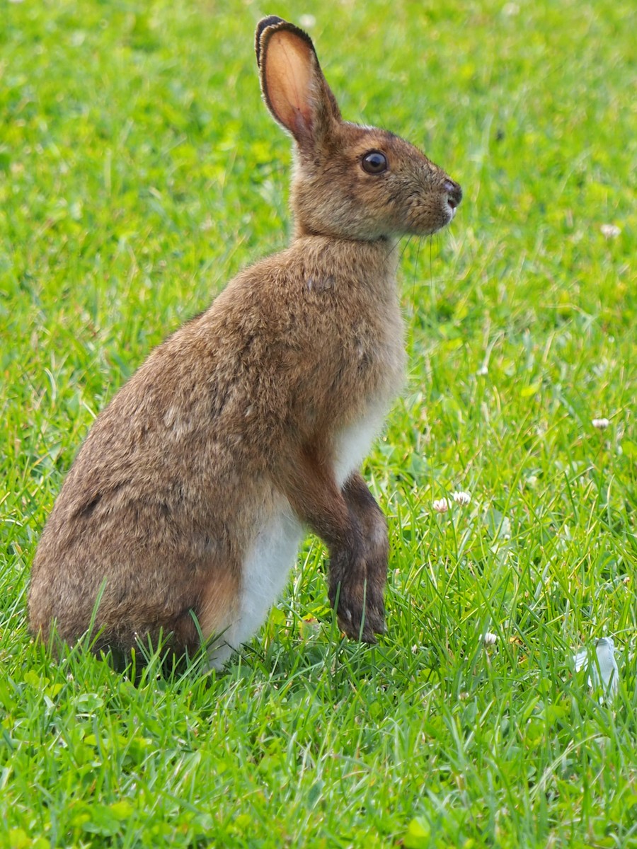 Snowshoe Hare - ML640008031