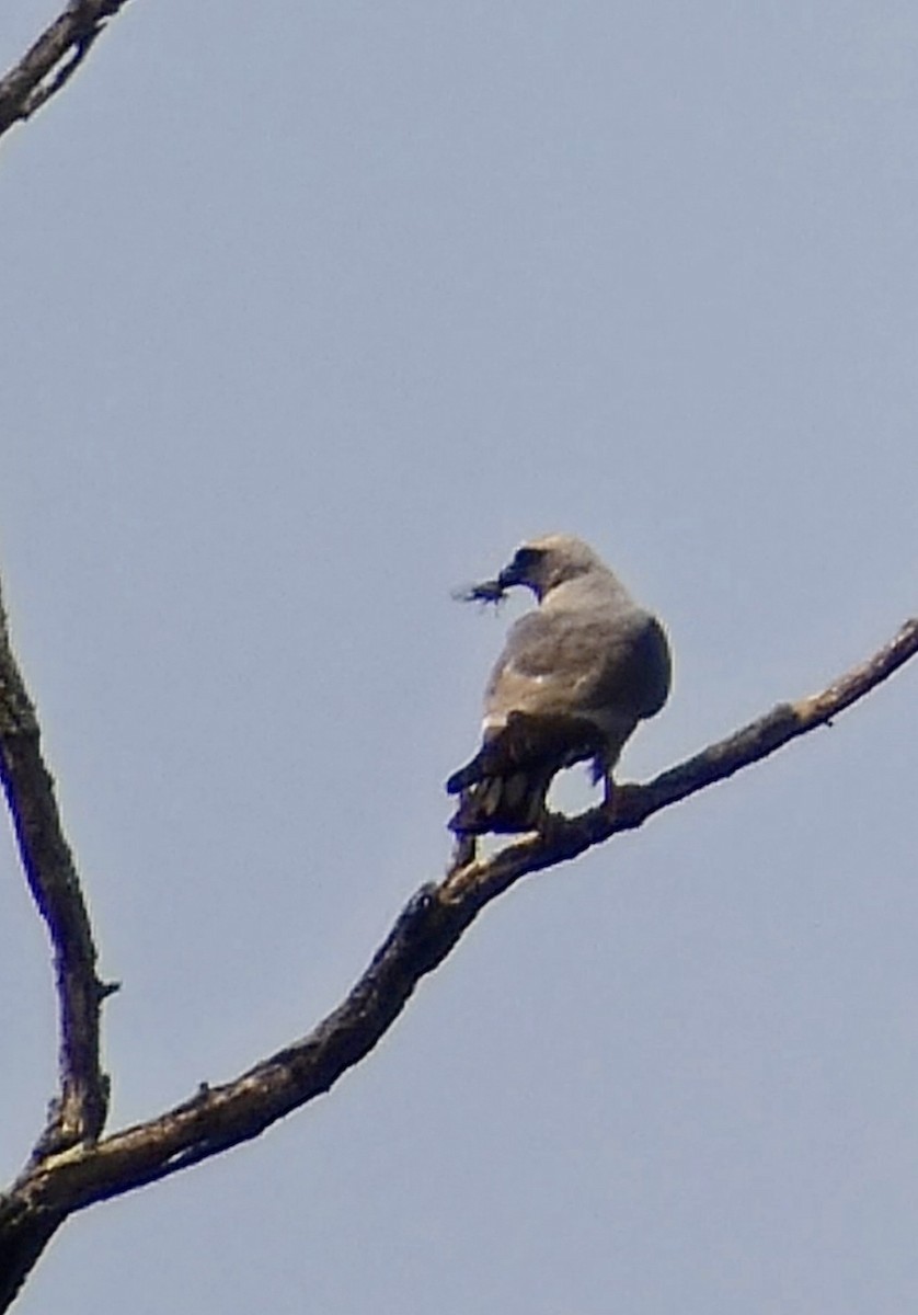 Mississippi Kite - ML640008037