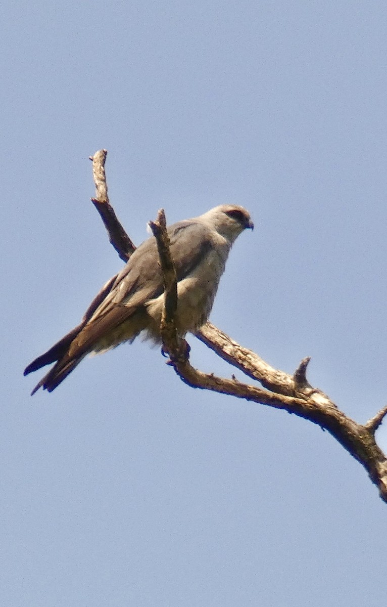 Mississippi Kite - ML640008038