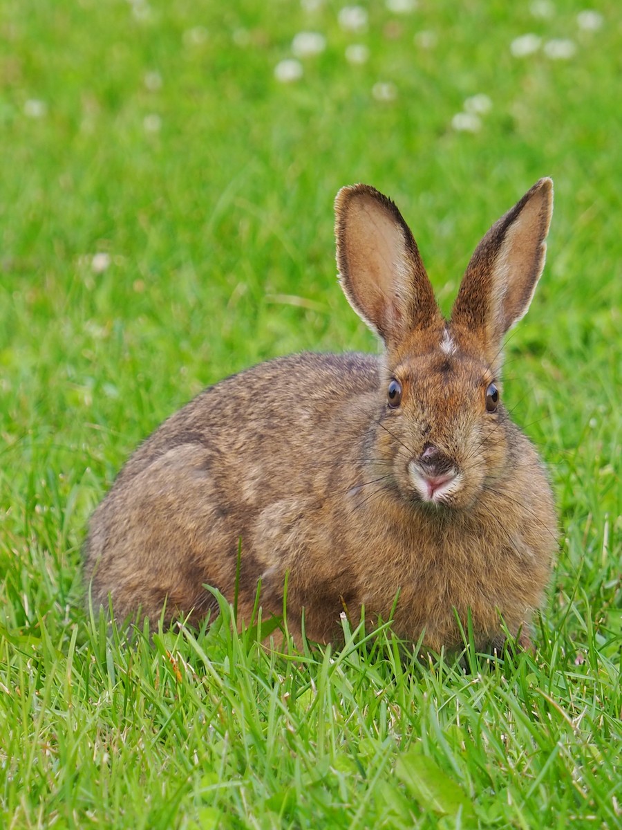 Snowshoe Hare - ML640008040