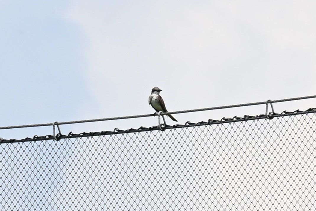 Gray Kingbird - ML640008080